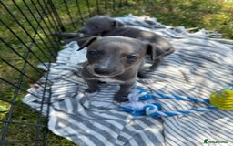 Whippet dogs for sale: Beautiful Blue whippet puppies  - Image 27