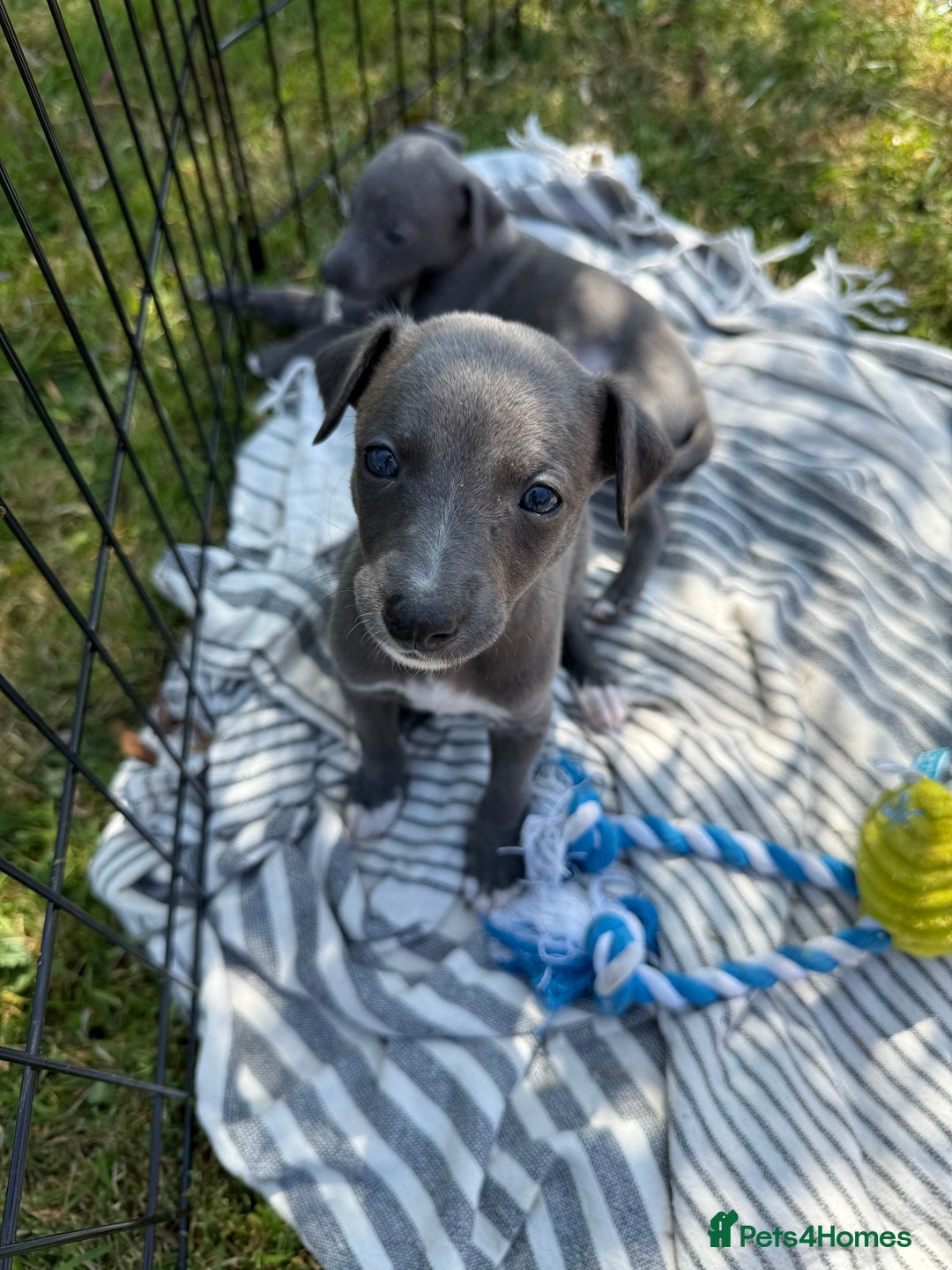 Whippet dogs for sale: Beautiful Blue whippet puppies  - Image 27