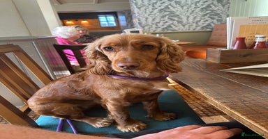 Cocker Spaniel dogs First and last litter top class red cockers - Advert 10