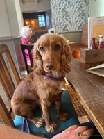 Cocker Spaniel dogs First and last litter top class red cockers - Advert 10