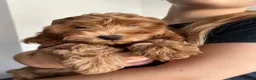 Cavapoo dogs for sale: Toy red teddy bear F1B Cavapoos by Asian toy dad in Chigwell - Advert 28