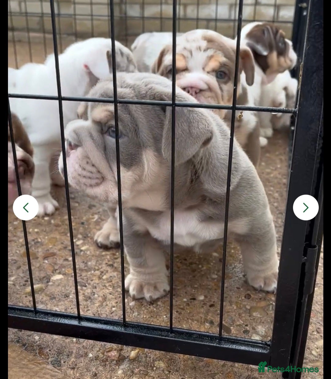 English Bulldog dogs for stud: PROUD TO PRESENT PRINCE OF ALL STORMS  in Birmingham - Image 10