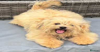 Pomapoo dogs in Southampton - Advert 6