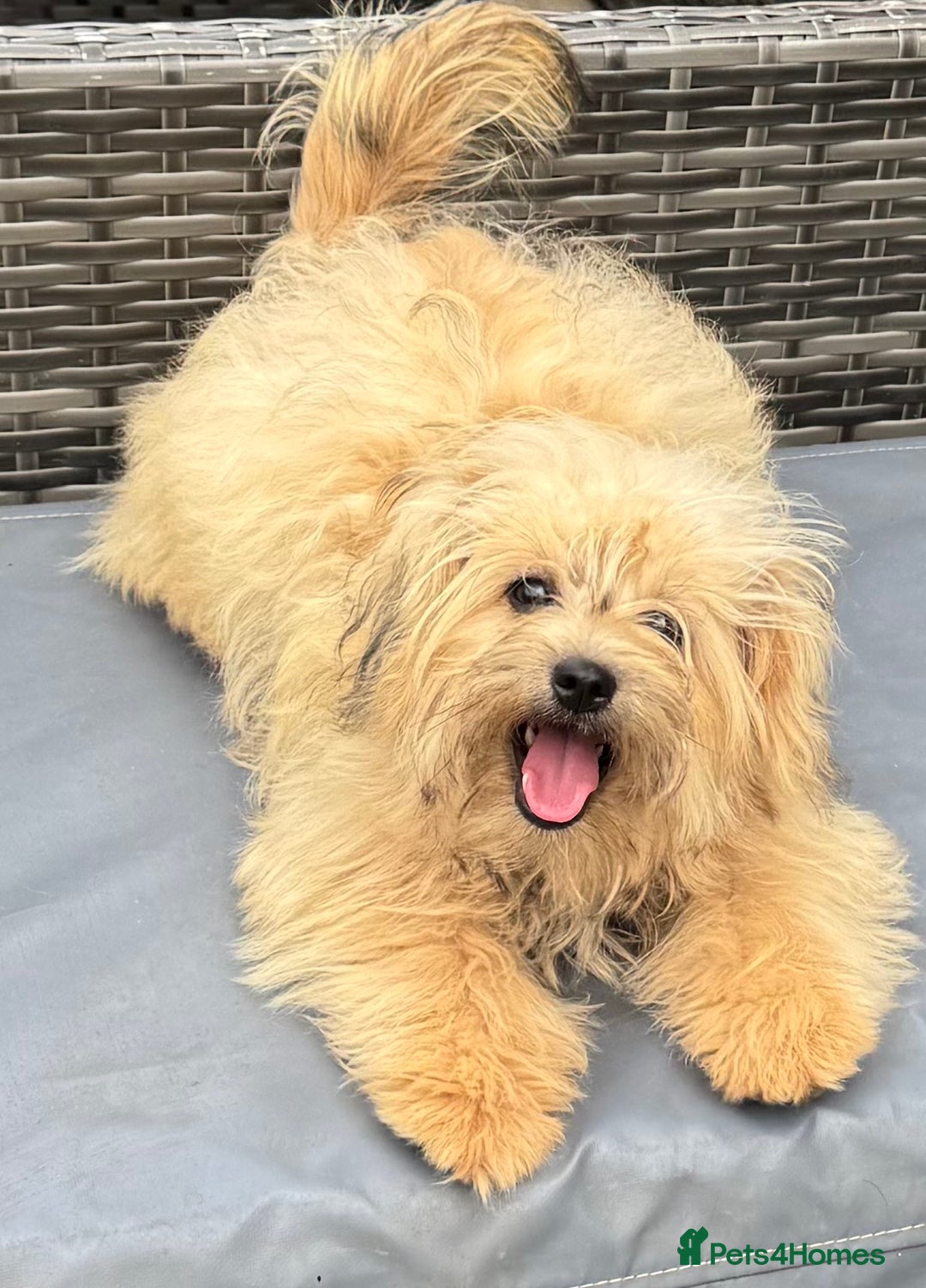 Pomapoo dogs for sale: Adorable pomapoo girl fully health tested parental in Southampton - Image 3