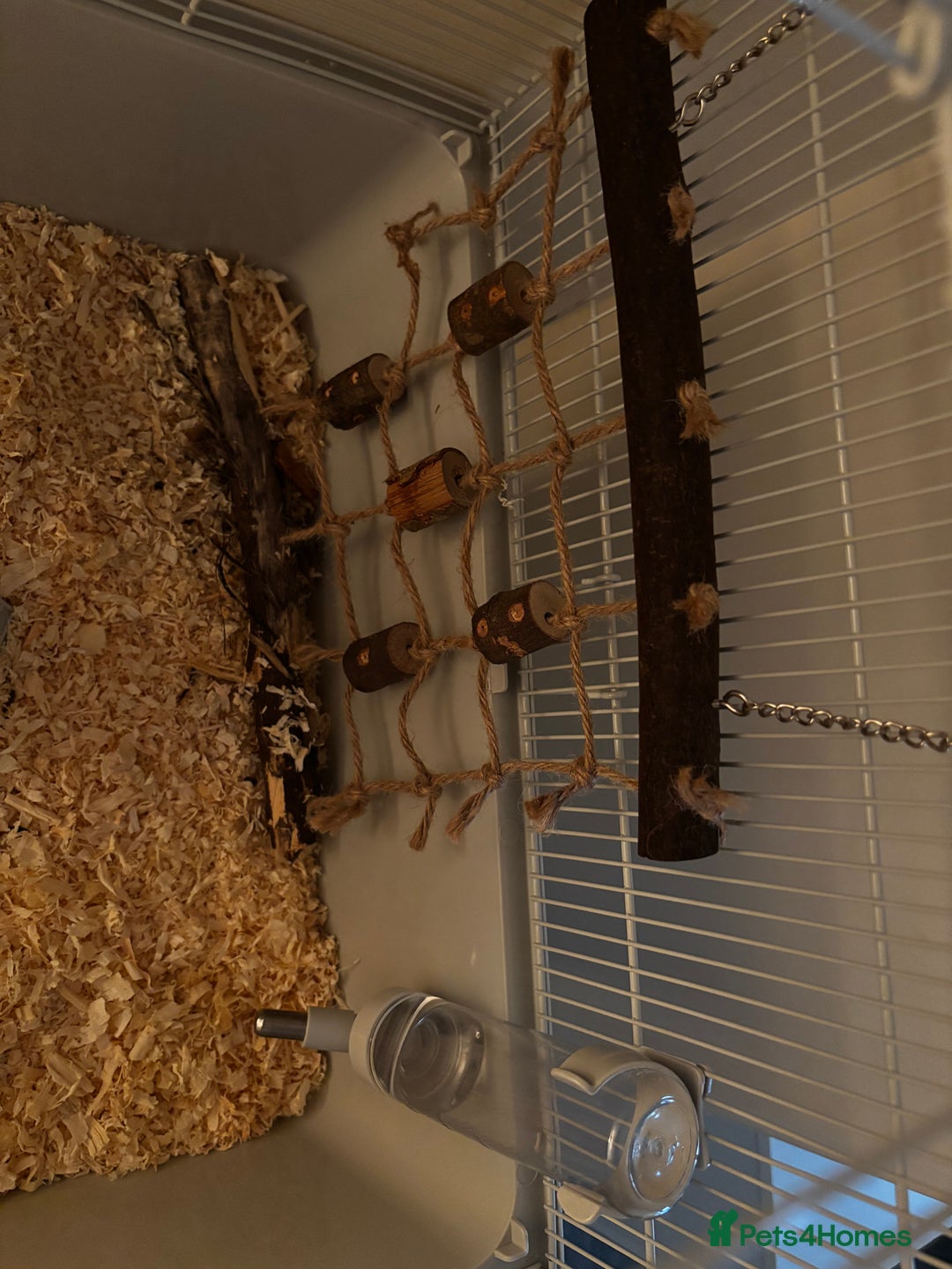 Hamster rodents for sale: Grey Syrian Hamster - Advert 4