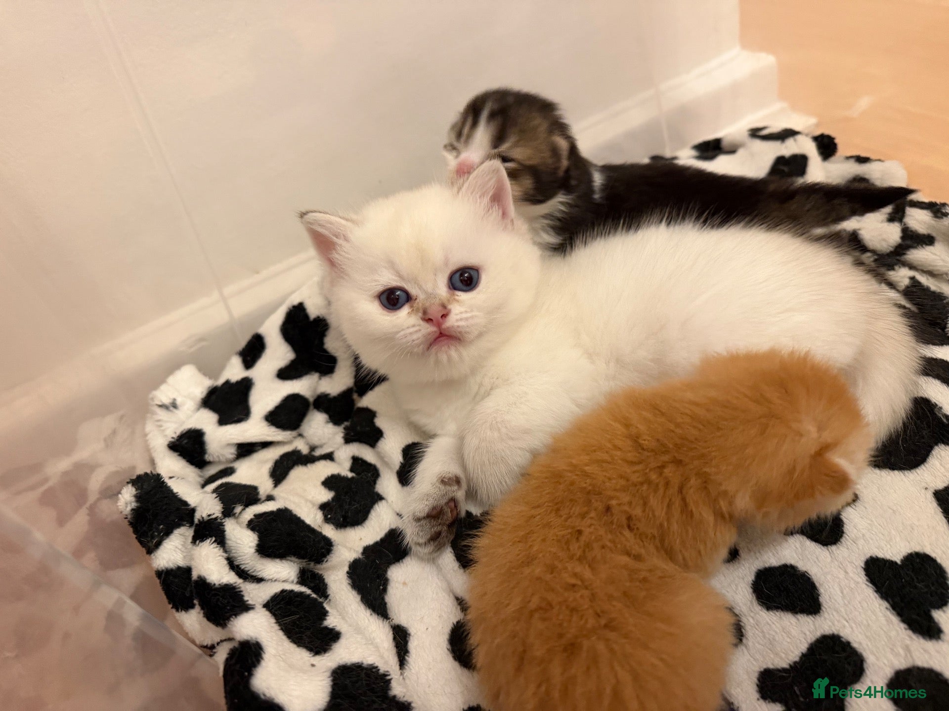 British Shorthair cats for sale: BRITISH SHORT HAIR NY12,GOLDEN , WHITE COLORPOINT - Advert 17