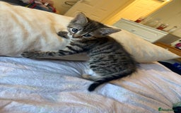 British Shorthair cats for sale: kittens  - Image 19