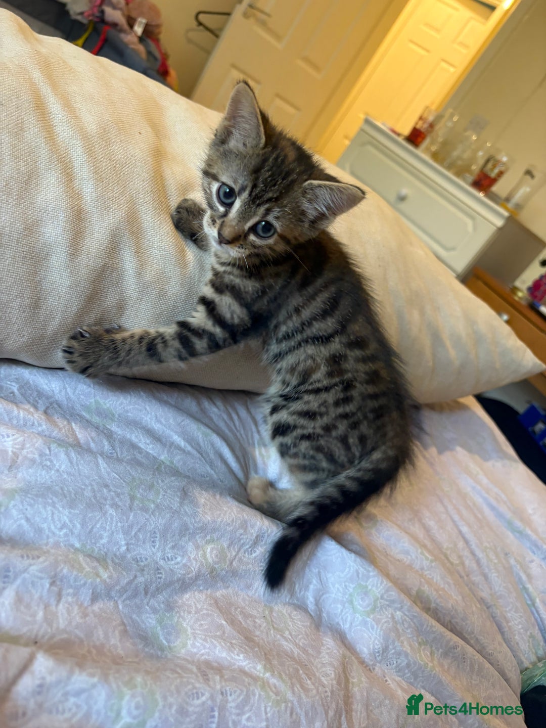 British Shorthair cats for sale: kittens  - Image 19