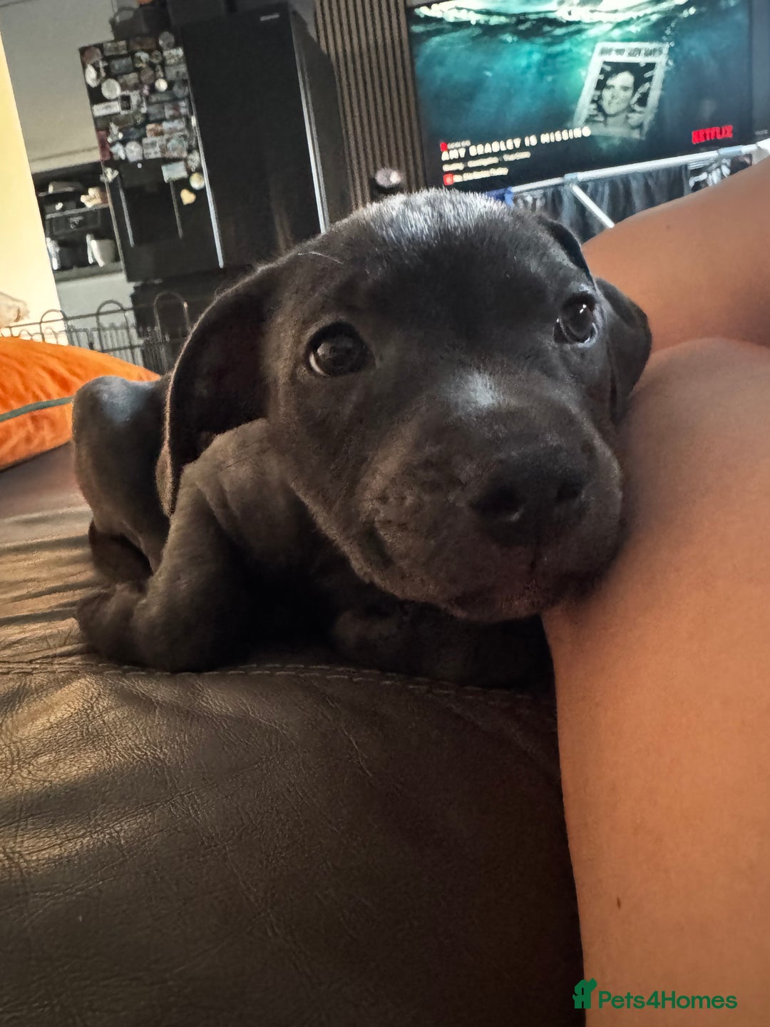 Staffordshire Bull Terrier dogs for sale: Blue Staffordshire terrier puppies/ 1 girl left  in Bristol - Image 8