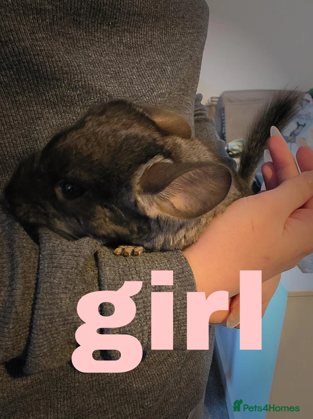 Chinchilla rodents for sale: 2 friendly chinchillas for sale  - Advert 4
