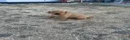 Labrador Retriever dogs for sale: Beautiful fox red Labrador bitch puppy - Advert 7