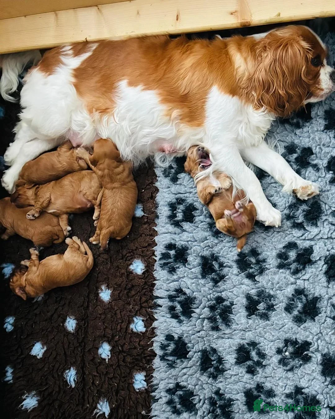 Cavapoo dogs for sale: Gorgeous Cavapoo Puppies — 3 Boys, 3 Girls. in St Albans - Advert 1