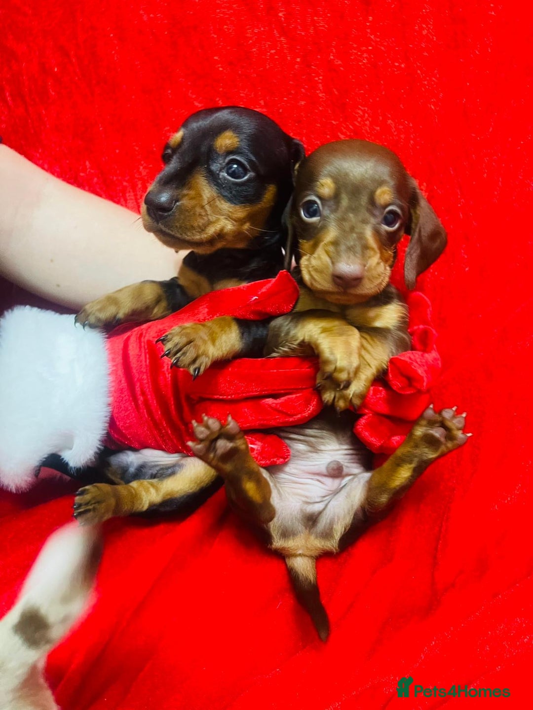 Miniature Dachshund dogs for sale: Miniature dachshunds - Advert 11