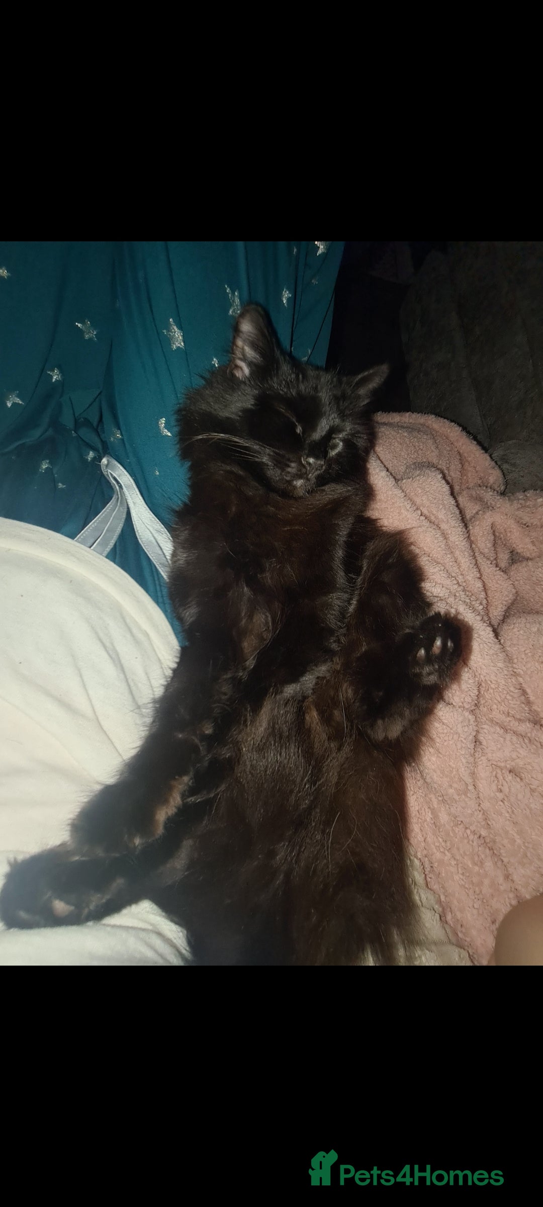 British Longhair cats for sale: Beautiful kittens  - Image 7