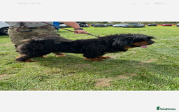 Tibetan Mastiff dogs for sale: Gorgeous Male Tibetan mastiff  in Ibstock - Image 4