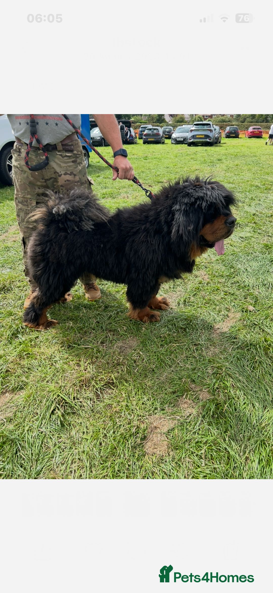 Tibetan Mastiff dogs for sale: Gorgeous Male Tibetan mastiff  in Ibstock - Image 4