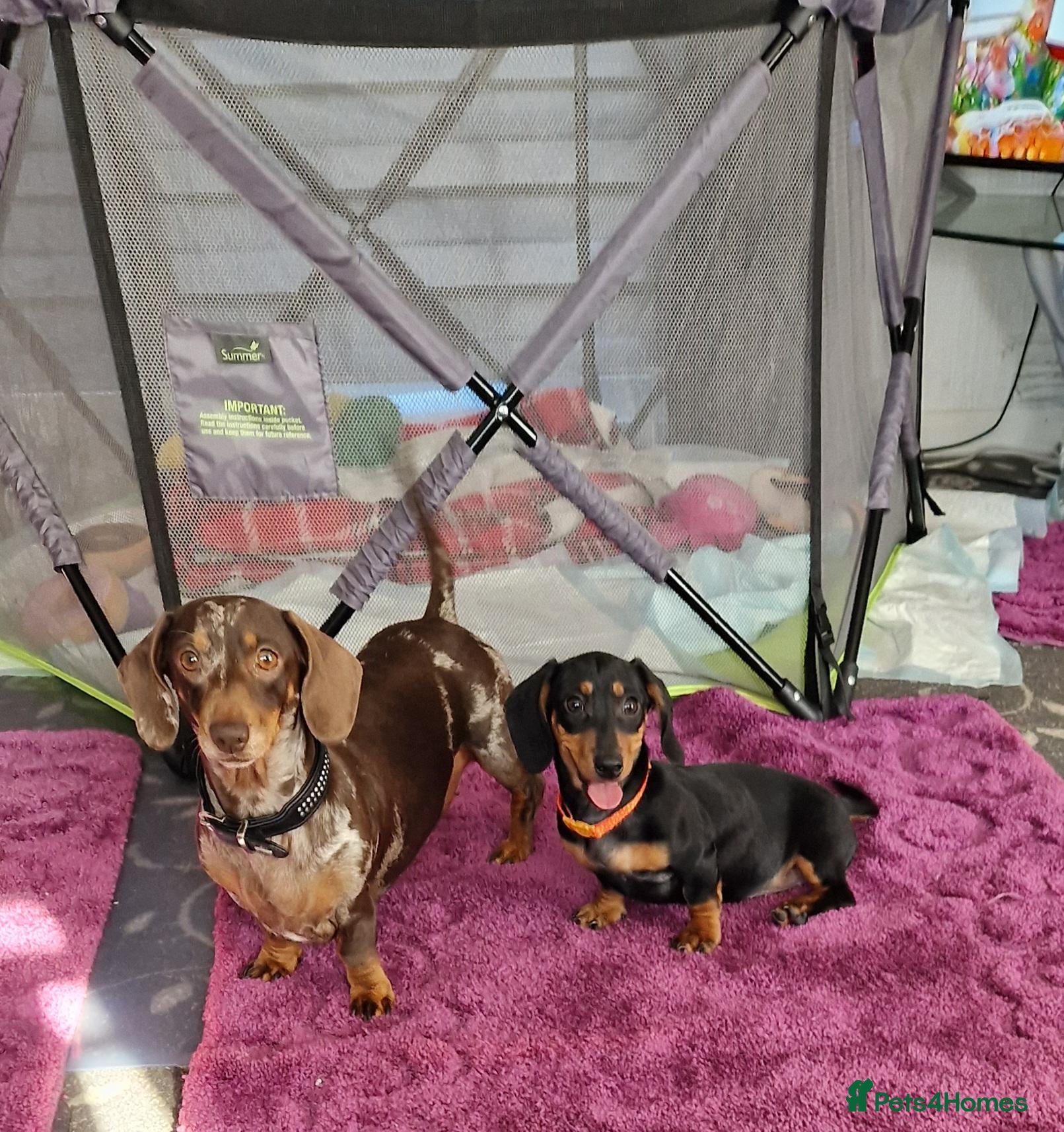 Miniature Dachshund dogs Reduced to go 1 girls kc pra clear  - Advert 1