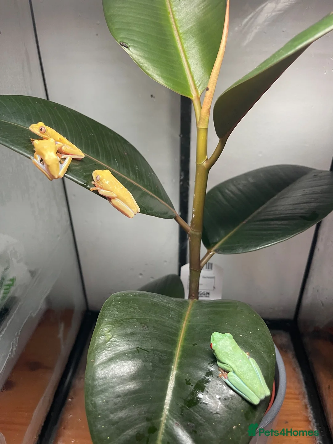 Frog reptiles for sale: Red eye tree frogs for sale in Plymouth - Advert 3