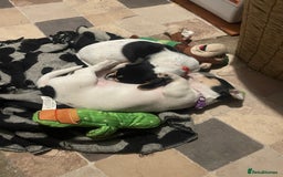 Jack Russell dogs for sale: Jack russell puppies - Image 20