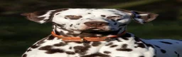Dalmatian dogs for sale: Exceptional KC Liver Spotted Dalmatian Puppies in Worcester - Advert 24