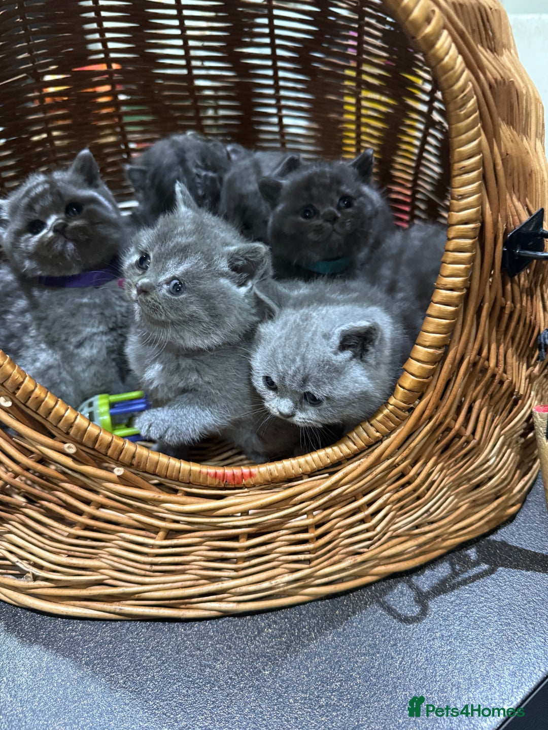 British Shorthair cats for sale: Gorgeous BHS kittens from grand champion gccf stud - Advert 11