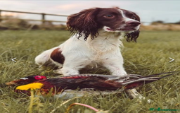 Sprocker dogs for sale: Sprocker Puppies - Image 10