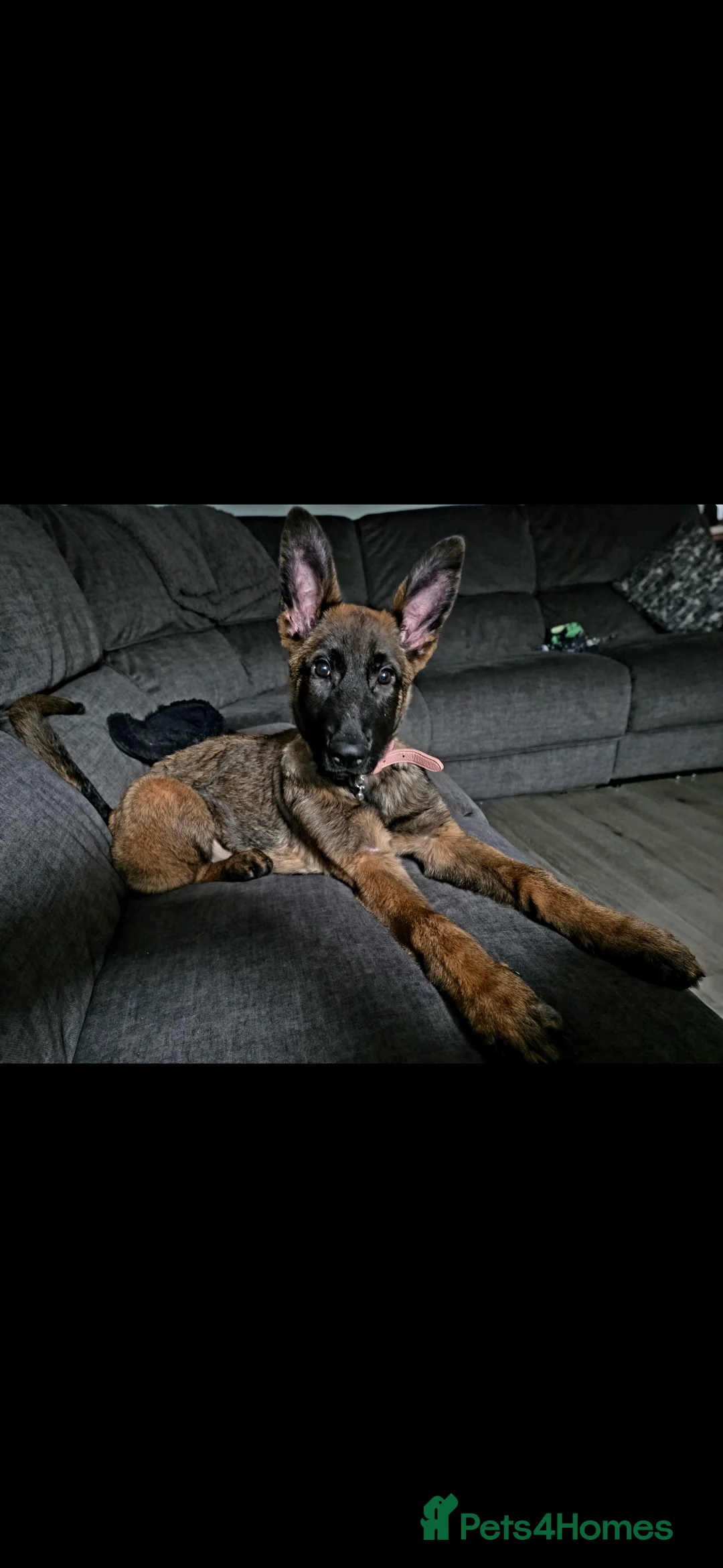Mixed Breed dogs for sale: Saska. Belgian Malinois X German shepherd  - Advert 6