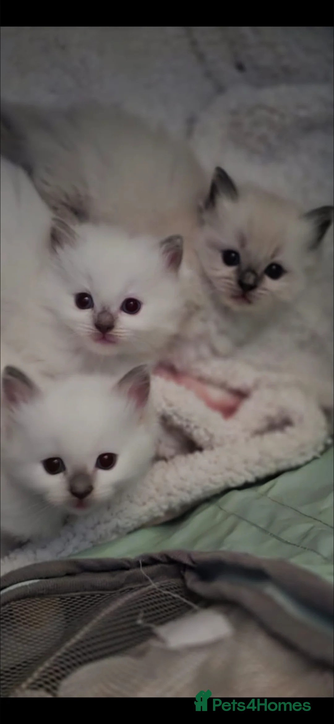 Ragdoll cats for sale: Beautiful Ragdoll Kittens  - Advert 2