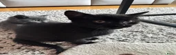 Mixed Breed cats for sale: Kittens looking for forever home in Glasgow - Advert 9