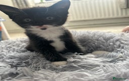 Maine Coon cats for sale: 1/2 Maine coon, 1 boy left. 8 weeks & ready to go - Image 8