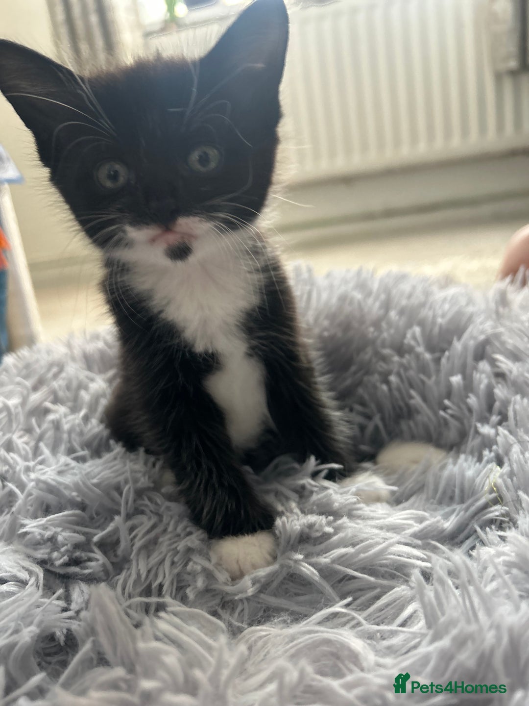 Maine Coon cats for sale: 1/2 Maine coon, 1 boy left. 8 weeks & ready to go - Image 8
