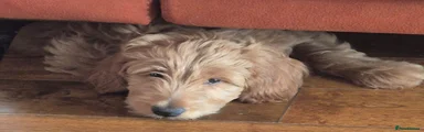 Mixed Breed Puppy 3