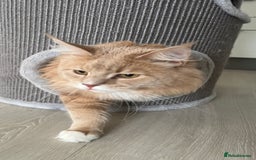 Maine Coon cats for sale: Ginger Maincoon Male for rehome - Image 5
