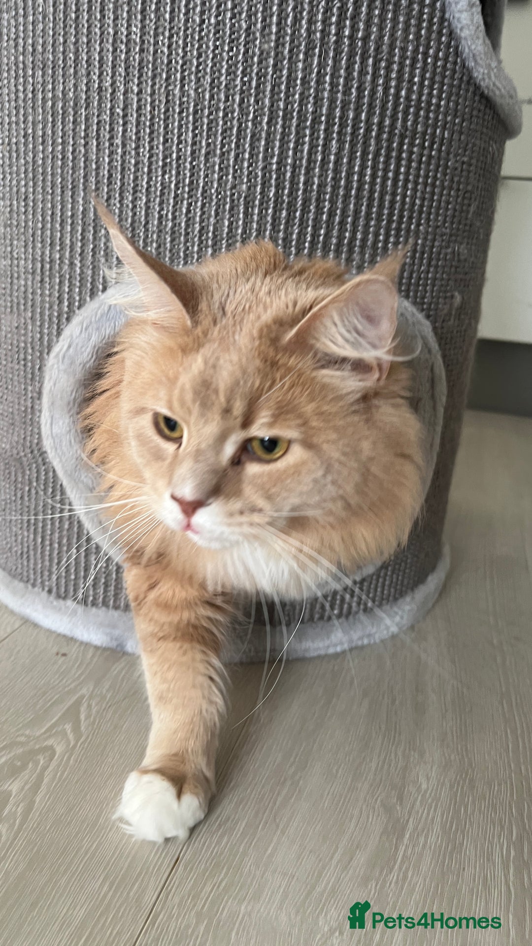 Maine Coon cats for sale: Ginger Maincoon Male for rehome - Image 5