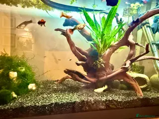 Live Bearers fish Guppy fry - assorted colours - Advert 1