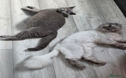 Scottish Fold cats for sale: Scottish-fold/straight ears kittens grey colour - Image 24