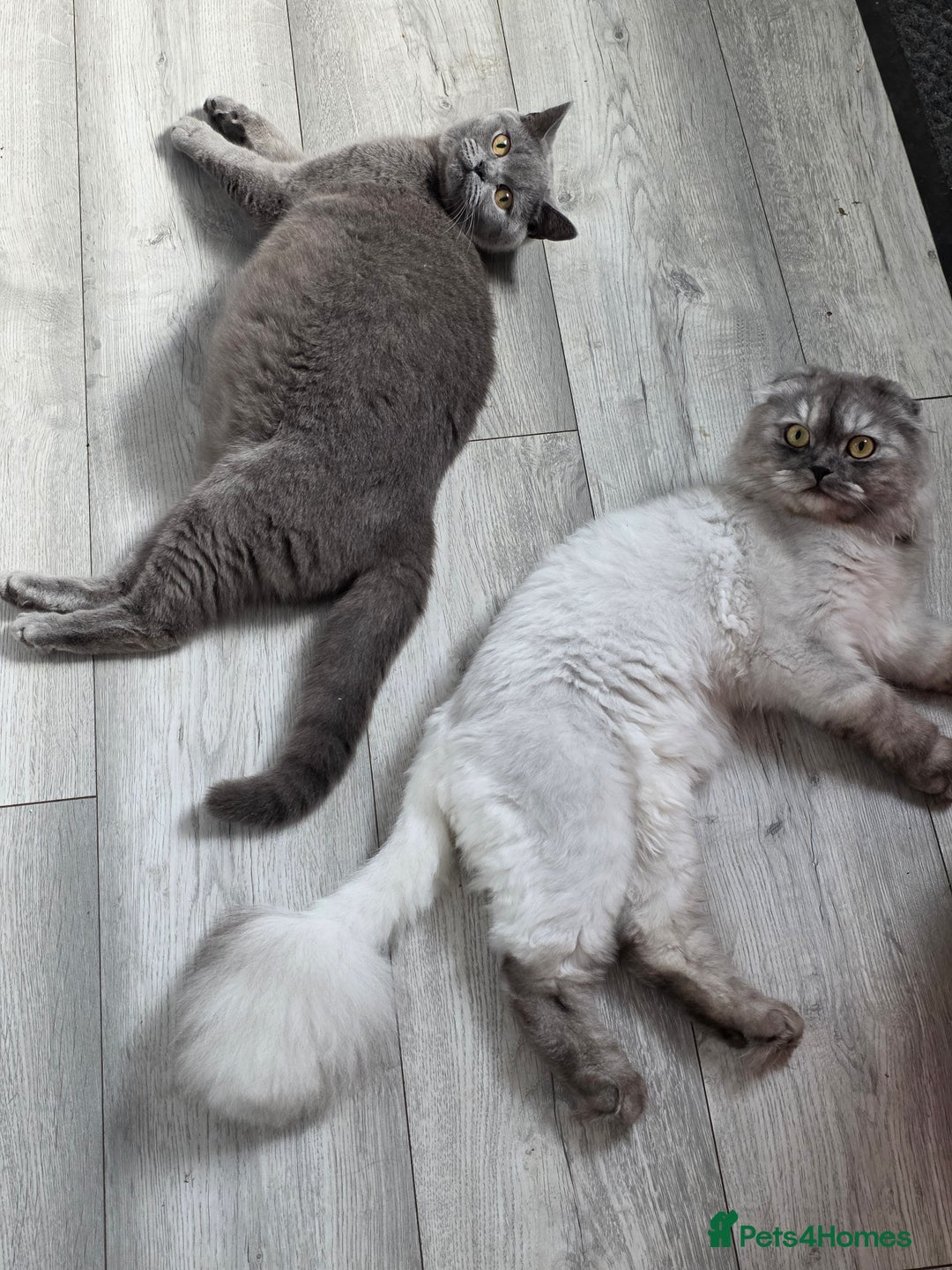 Scottish Fold cats for sale: Scottish-fold/straight ears kittens grey colour - Image 24