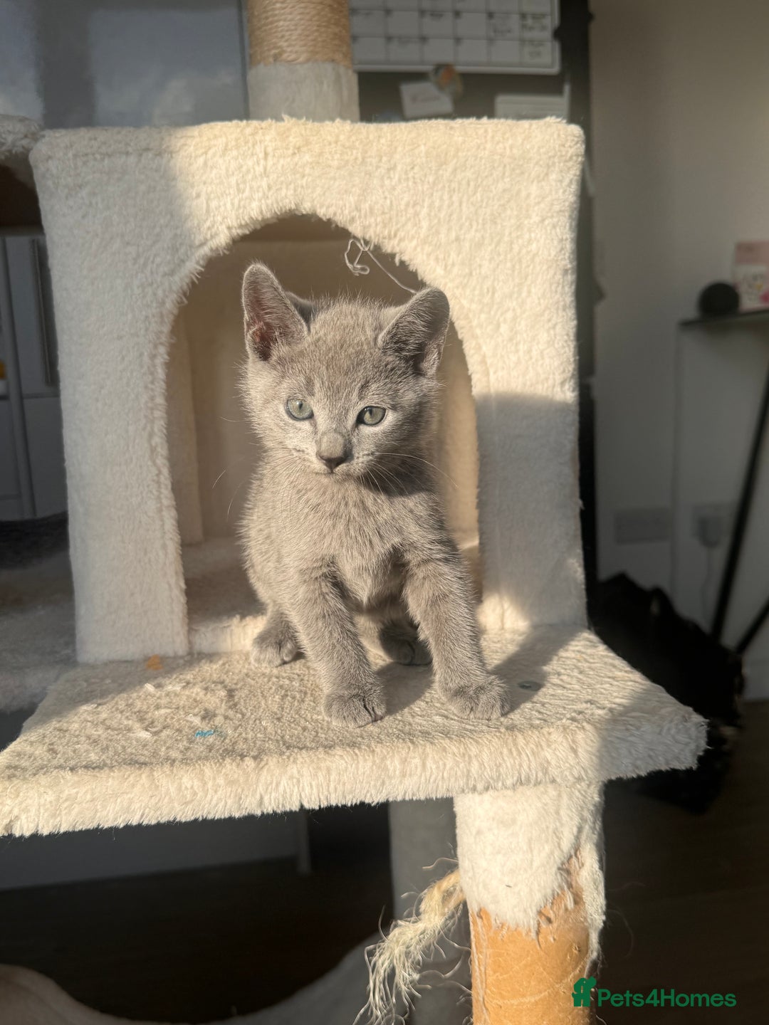 Russian Blue cats for sale: 🐾 Premium Home-Raised Russian Blue Kittens -Ready - Advert 9