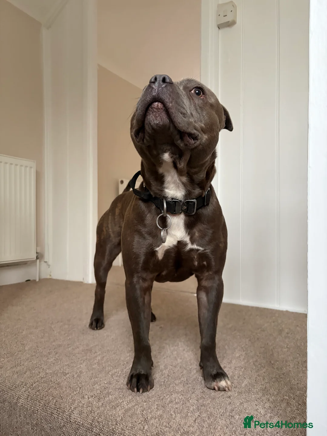 Staffordshire Bull Terrier dogs for stud: Staffy boy for stud - Advert 1