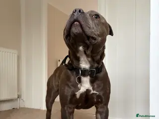 Staffordshire Bull Terrier dogs Staffy boy for stud - Advert 4