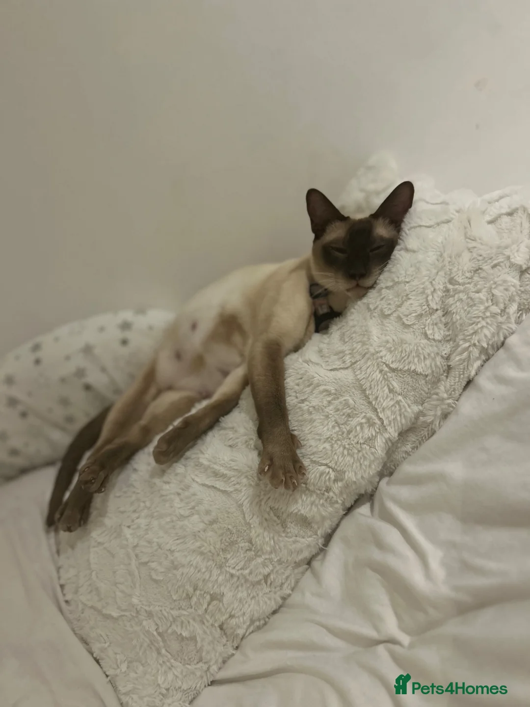 Tonkinese cats for sale: Beautiful tonkinese kittens - Advert 4