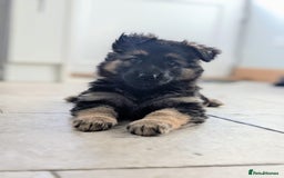 German Shepherd dogs for sale: 💛 German Shepherd Puppies – Full Pedigree Parents - Image 1