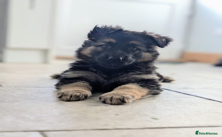 German Shepherd dogs - Advert 2