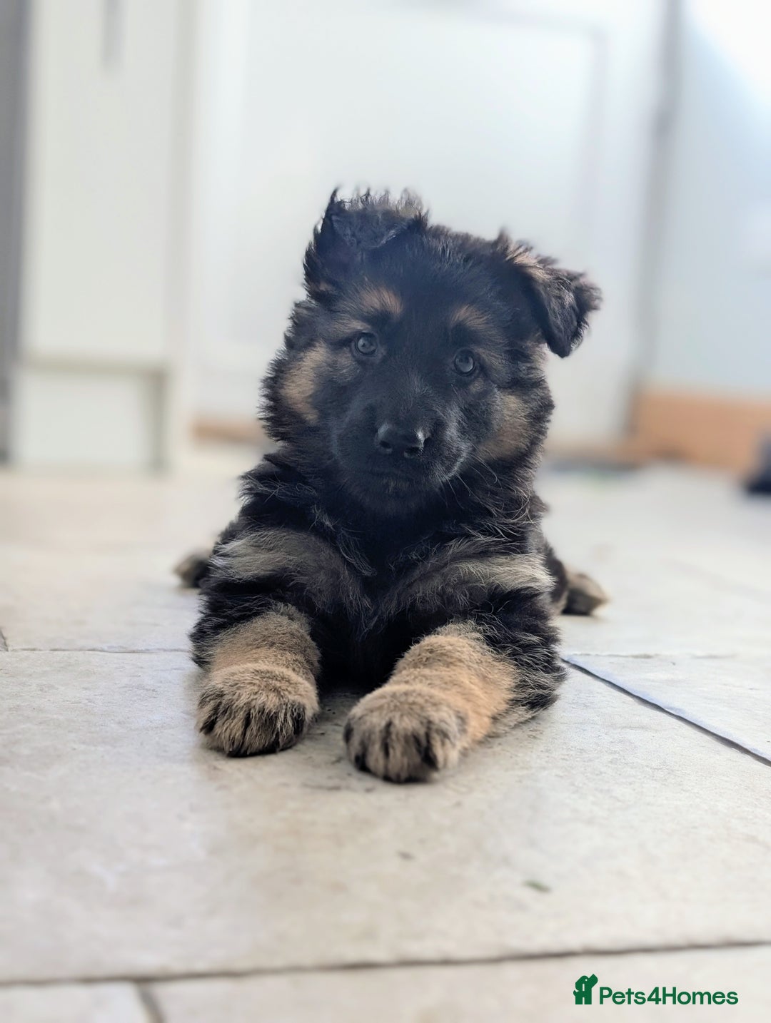 German Shepherd dogs for sale: 💛 German Shepherd Puppies – Full Pedigree Parents - Image 1