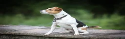 Jack Russell dogs for stud: Digby Jack Russell Stud in Crediton - Advert 7