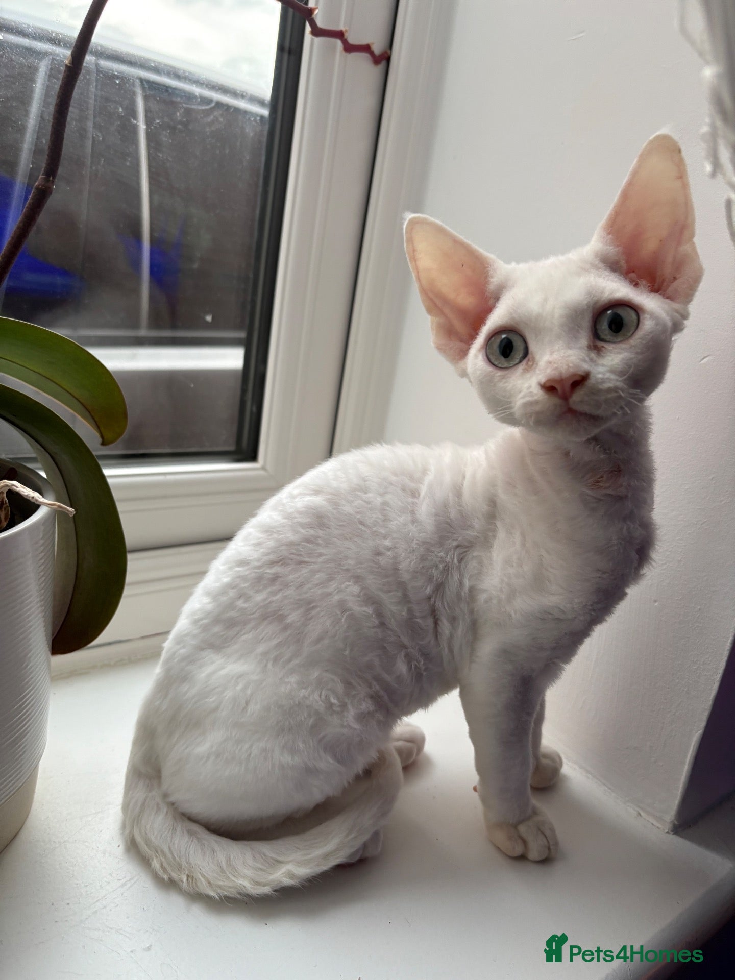 Devon Rex cats Ready to go ❤️devon rex available 😻❤️ - Advert 1