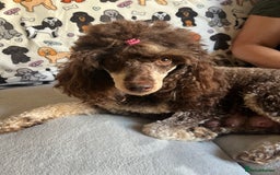 Poodle dogs for sale: Phantom Poodle puppies  - Image 6