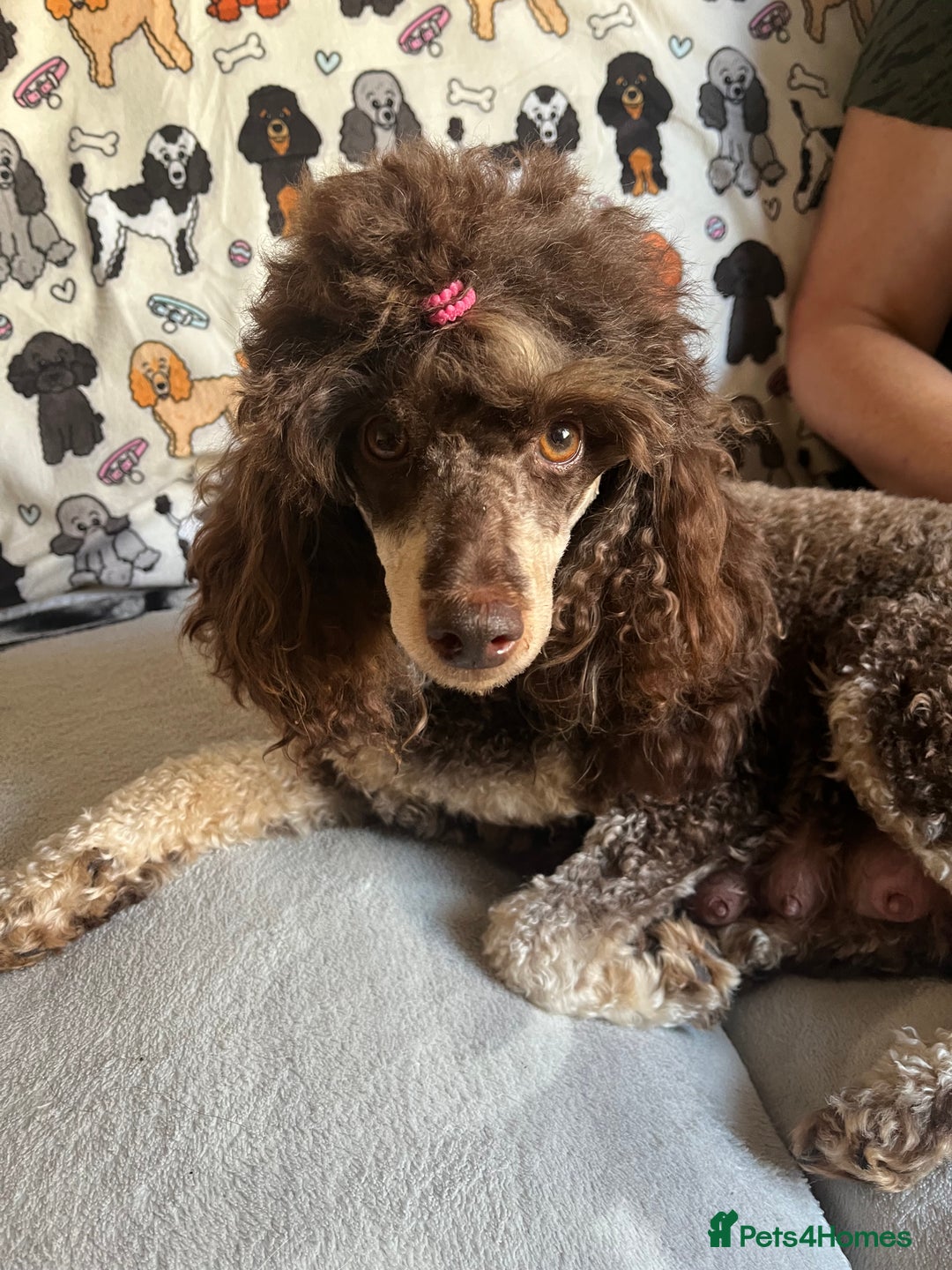 Poodle dogs for sale: Phantom Poodle puppies  - Image 6