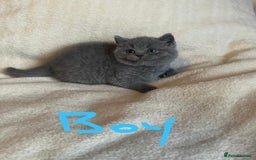 British Shorthair cats for sale: Gorgeous health tested British Blue short/longhair - Image 3