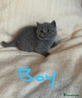 British Shorthair cats - Advert 4